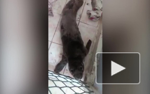 Видео: в Находке выхаживают тюлененка в угольной пыли 