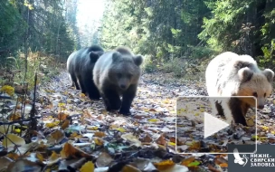 В Нижне-Свирском заповеднике сняли на видео медведицу и ее четырех малышей