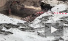 На канале Грибоедова 48 домов пострадало от прорыва трубы с кипятком
