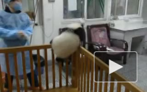 Маленькая панда пытается сбежать