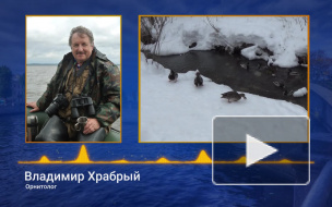 Орнитолог: "Птиц не нужно кормить хлебом, лучше обычными семечками" 