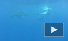 В Приморье снят запрет на купание, несмотря на то, что акула-людоед еще не поймана