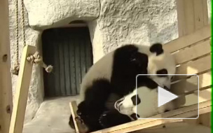 панды играют на горке