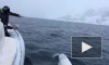 Видео дня: белуха играет с моряками в регби в арктических водах