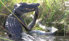 Американец снял на видео схватку четырехметрового питона и аллигатора 