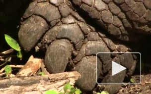 На Галапагоссах умерла последняя слоновая черепаха