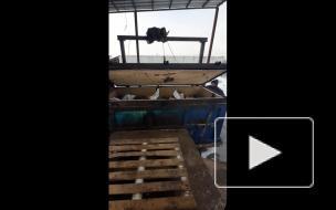 В Петербурге сожгли 223 килограммов санкционных сыров и масла из стран Европы