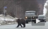 Два медведя терроризируют людей на трассе "Колыма" под Магаданом