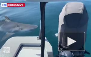 Акула-людоед покусала лодку рыбака и попала на видео