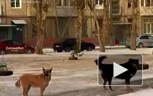 В Красноярске на школьницу напала стая бродячих собак