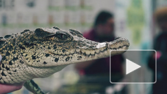 Змеи, крокодилы и жуки: в Петербурге состоялся МимиFest