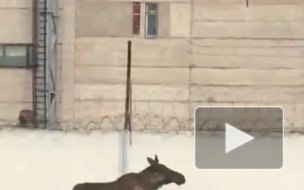 "Опоздал на работу": В Рыбинске лось рвался на завод "Вымпел"