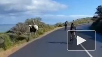 Видео из Южной Африки: Страус устроил гонки с велогонщиками 