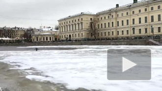 "А царь-то ненастоящий!": правдивость видео с пингвином, купающимся в Фонтанке, подвергли сомнению