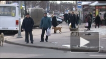 Возле «Елизаровской» стая собак кидается на прохожих