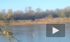 Любопытное видео из Ростова: дельфины заплыли в реку