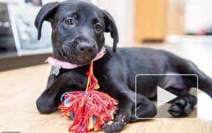 Видео: в Великобритании родился шестилапый лабрадор
