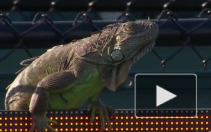 Забавное видео из Майами: игуана сорвала теннисный матч