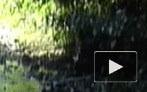 В Америке "снежный человек" разорвал оленя и попался на видео