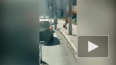 Видео: водители уступили дорогу утятам в Петергофе