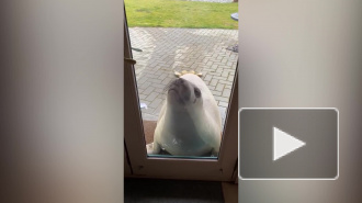 Тюлень выполз из океана и поселился у мужчины во дворе