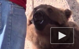 В Петербурге открыли сезон живодеров