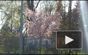 Видео: в Ботаническом саду зацвела сакура