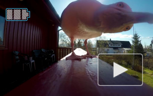 Сам себе режиссер: чайка украла камеру и сняла свое путешествие 