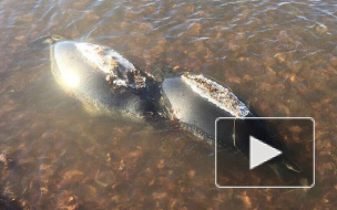 Больше 30 трупов нерп обнаружили под Иркутском 