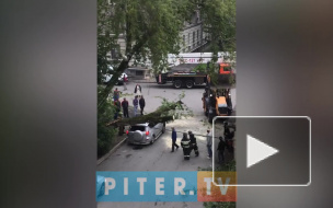 Видео: на Варшавской улице упавшее дерево раздавило "Тойоту"