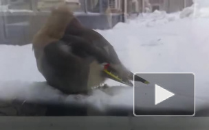 В Магнитогорске произошла массовая гибель птиц