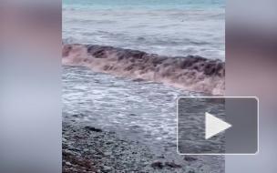 Ставшее красным Черное море сняли на видео