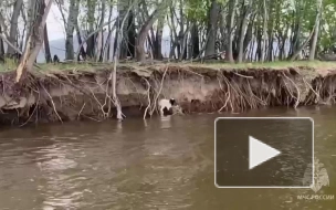 Сотрудники МЧС Тувы спасли ягненка из реки