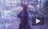 Эротический танец дикого медведя Ферапонта попал на видео
