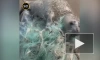 В Дагестане спасли детеныша тюленя