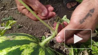 Роскачество рассказало, как выбрать арбуз