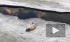 Появилось видео спасения серого тюленя