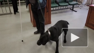 Незрячий петербуржец судится с метрополитеном из-за необходимости надевать намордник на собаку-поводыря