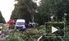 Смертельное ДТП на Дороге жизни: четверо петербуржцев скончались, влетев в дерево на Volvo