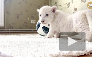 Львята ясельники показали, как надо играть футбол