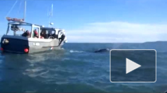 Видео из Великобритании: Спасателям понадобилось 3 часа на спасение горбатого кита весом 20 тонн