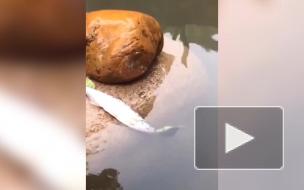 Черепаха спасла умирающую на суше рыбу