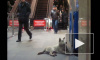 Бродячие собаки спасаются от морозов в петербургском метро