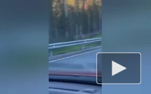 Видео: медвежонок пробежал на фоне радуги в Приозерском ...