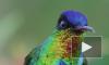 Биологи выяснили, что помогает горным колибри выживать по ночам 