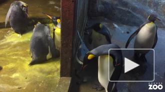 В Датском зоопарке два пингвина нетрадиционной ориентации украли птенца у супружеской пары  