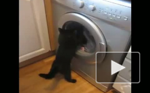 Кот против стиральной машинки