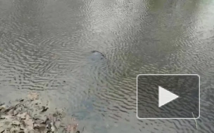 Появилось видео, как охотится балтийская нерпа в речке Таракановка