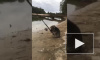 Забавное видео из Австралии: Коала ловит рыбу на удочку
