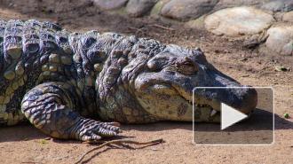 Аллигатор прилёг отдохнуть на оживлённом перекрёстке во Флориде